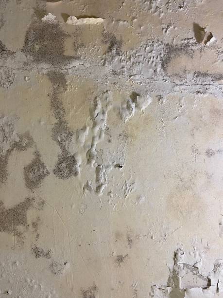 Best Residential Mold Removal  in Gladstone, MO