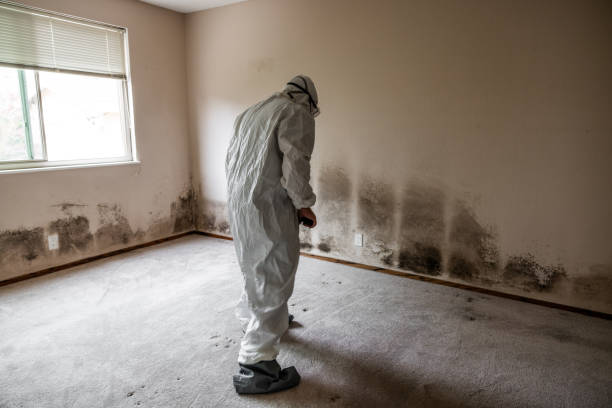 Mold Removal and Inspection in Gladstone, MO