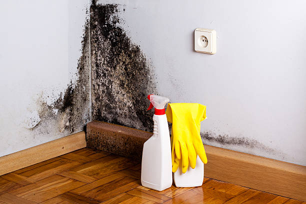 Professional Mold Removal in Gladstone, MO